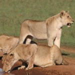 Lionesses drinking 2
